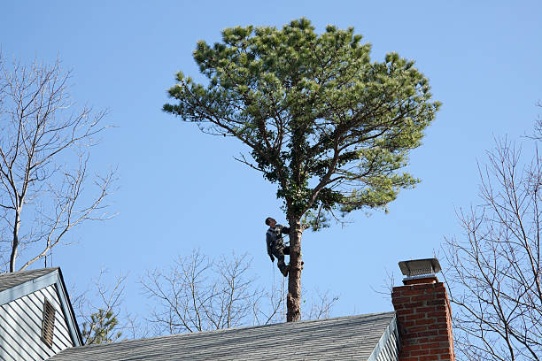 Professional Tree Care in Navajo, NM
