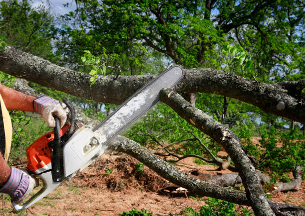 How Our Tree Care Process Works  in  Navajo, NM